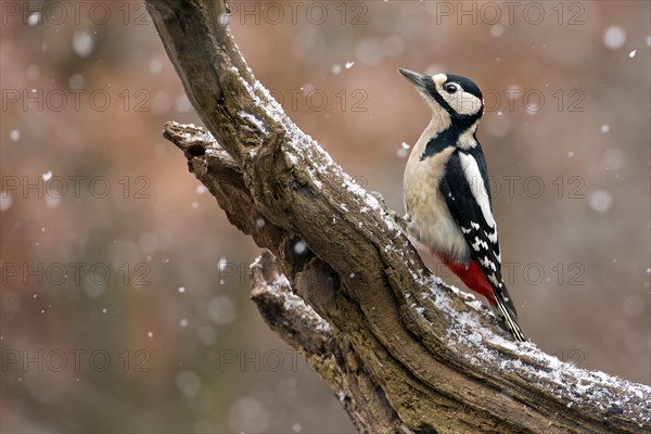 Great Spotted Woodpecker (Dendrocopos major)