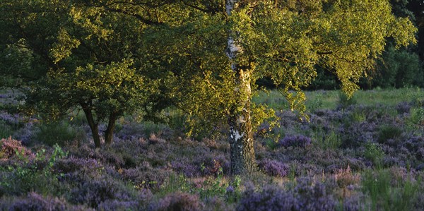 Birch with flowering heather in the evening light