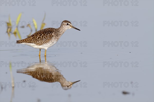 Wood Sandpiper (Tringa glareola)