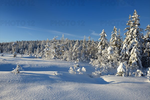 Snow-covered winter landscape