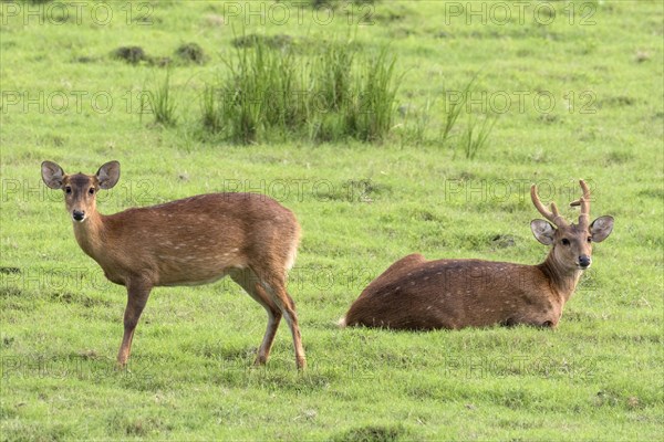 Hog deer (Axis porcinus)