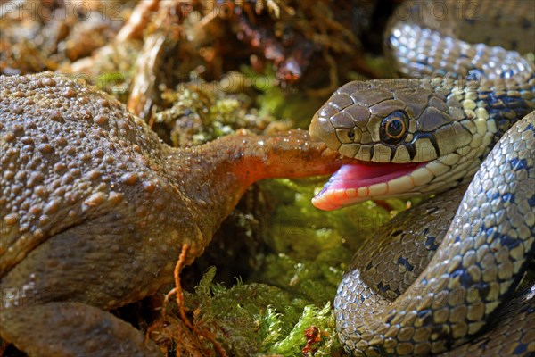 Barred grass snake (Natrix helvetica)