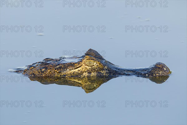 Yacare Caiman (Caiman yacare)