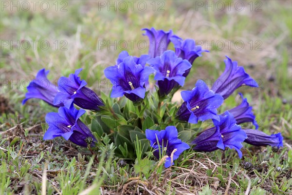 Blue Stemless Gentian (Gentiana acaulis)