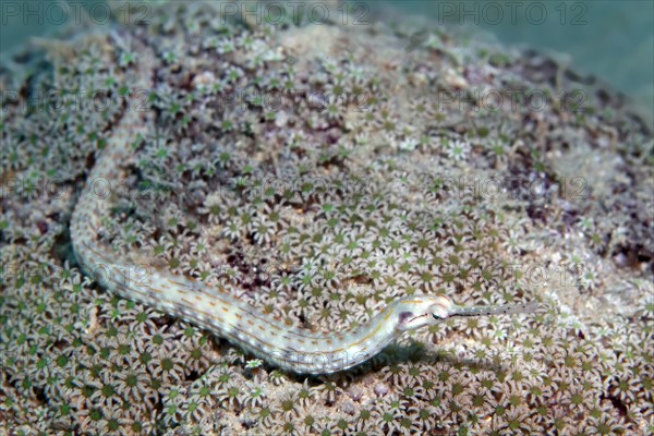 Black-breasted pipefish (Corythoichthys nigripectus)