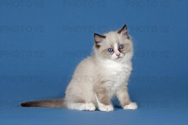 Ragdoll cat