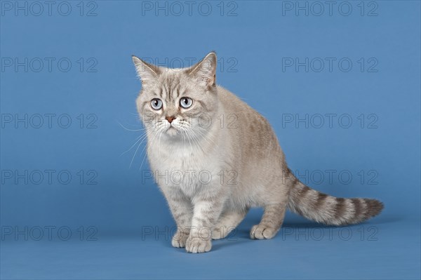 Selkirk Rex cat