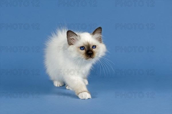 Birman Cat