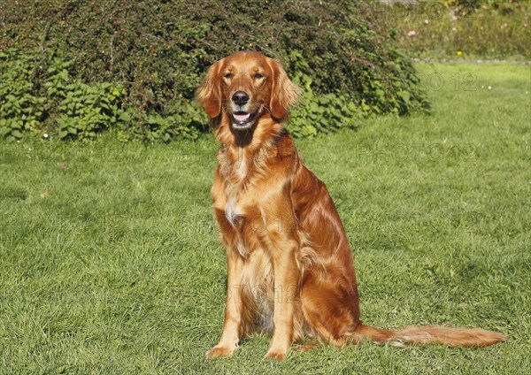 Golden Retriever Irish Red Setter crossbreed