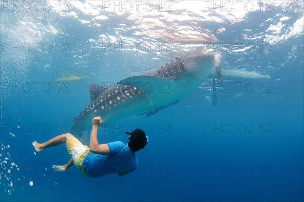 Whale shark (Rhincodon typus) Bohol Sea