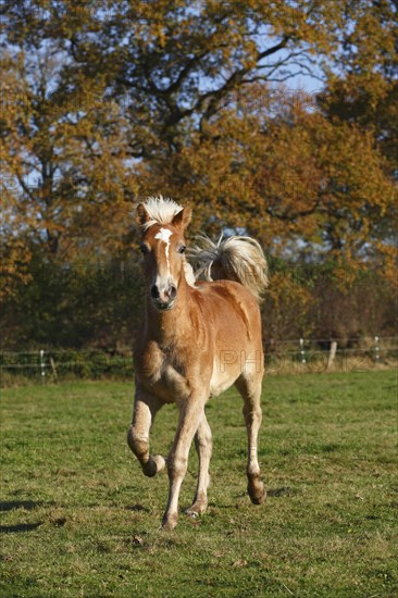 Haflinger horse