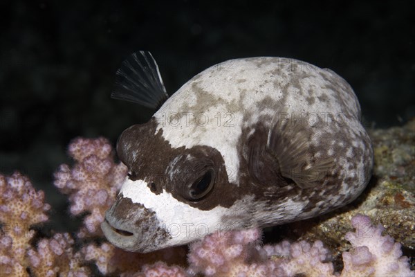 Masked puffer (Arothron diadematus)