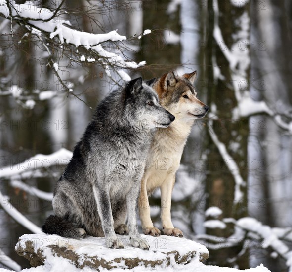 Male and female leaders of the pack