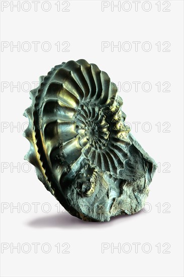 Pyritised ammonite