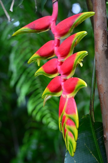 Red Heliconie (Heliconia pendula)