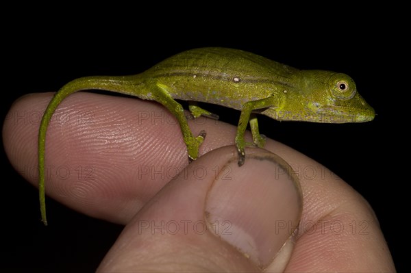 Marojejy Chameleon (Calumma marojezense)