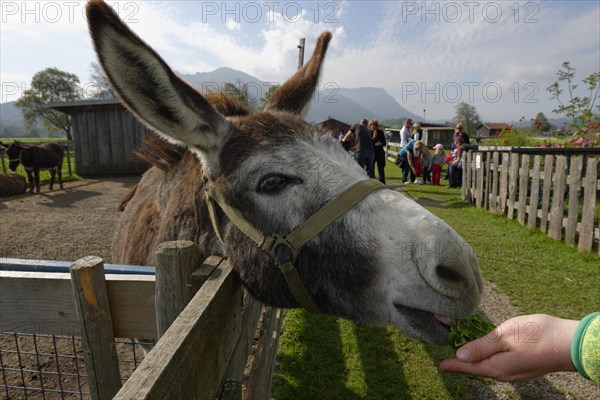 Donkey in Burgberger Tierparadies zoo