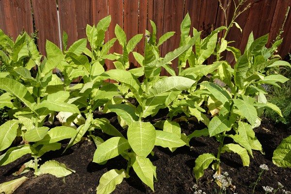 Tobacco plants