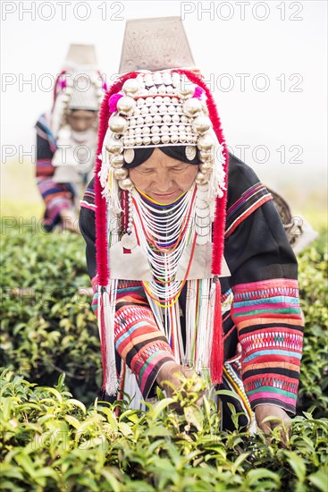 Akha hill tribe woman picking tea