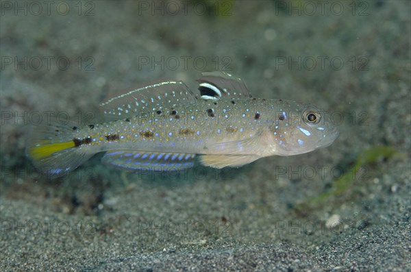 Spinecheek Goby (Oplopomus oplopomus)