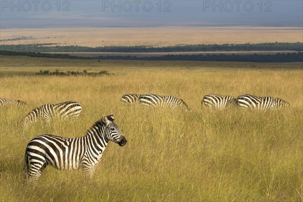 Grant's Zebras (Equus quagga boehmi)