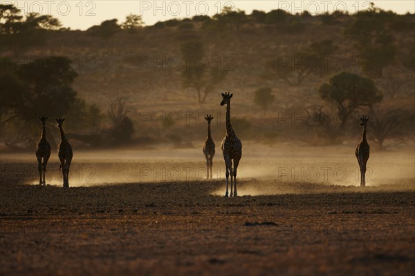 Cape Giraffes (Giraffa camelopardalis giraffa) herd
