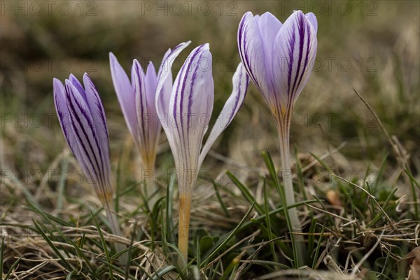 Flowers of the endemic Corsican Crocus (Crocus corsicus)