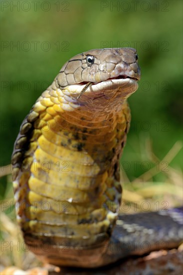 King cobra (Ophiophagus hannah)