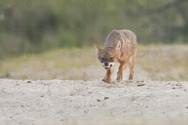 Golden jackal (Canis aureus) stalking with bare teeth