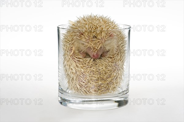 Albino African white-bellied hedgehog rolled up in a glass