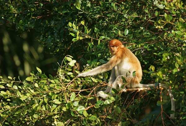 Proboscis Monkey (Nasalis larvatus)