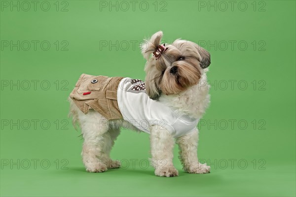 Shih-Tzu dog