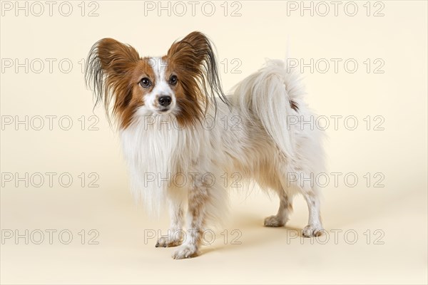 Papillon dog