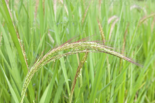 Red rice plants from Jatiluwih