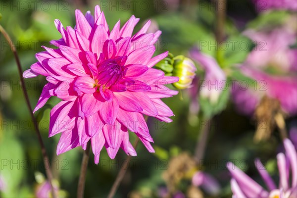 The blossom of a Dahlia 'Pink Charm'