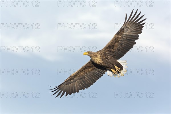 White-tailed Eagle (Haliaeetus albicilla)