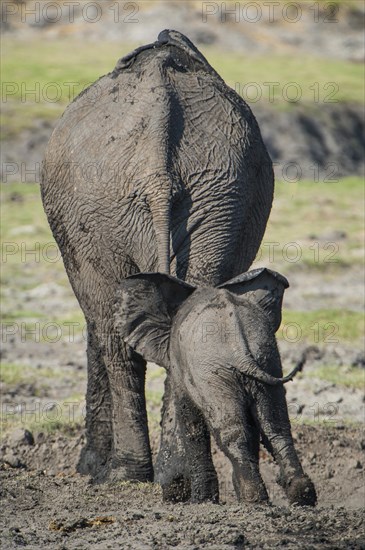 African Elephant (Loxodonta africana)