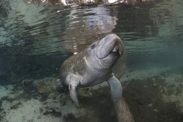 West Indian Manatee (Trichechus manatus)