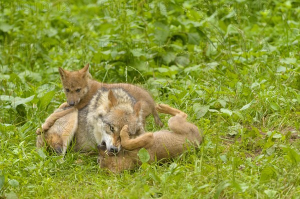 Eurasian Wolf (Canis lupus lupus)