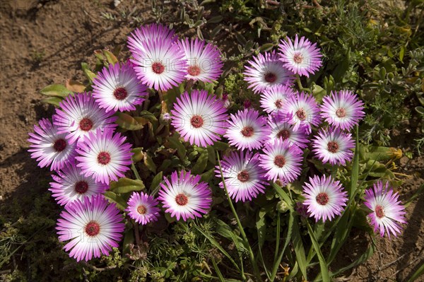 Ice Plants (Dorotheanthus bellidiformis) Cape Region