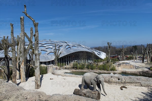 Indian Elephant (Elephas maximus) in front of the elephant house