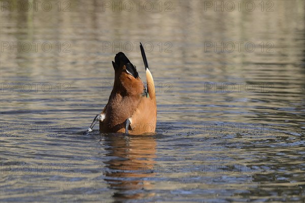 Ruddy Shelduck (Tadorna ferruginea)