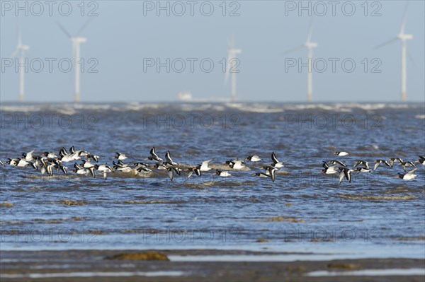 Eurasian Oystercatcher (Haematopus ostralegus) flock