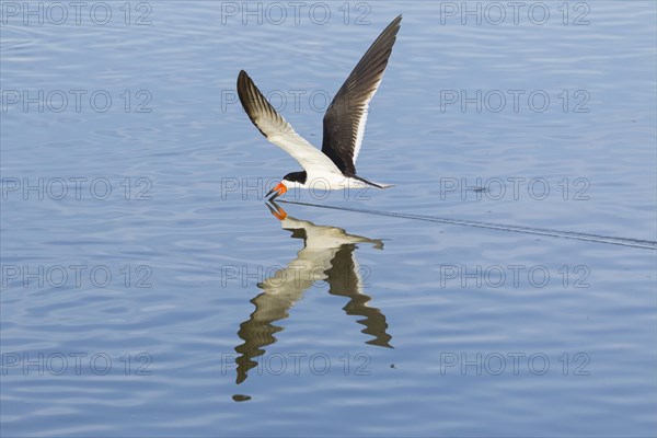 Black Skimmer (Rynchops niger)