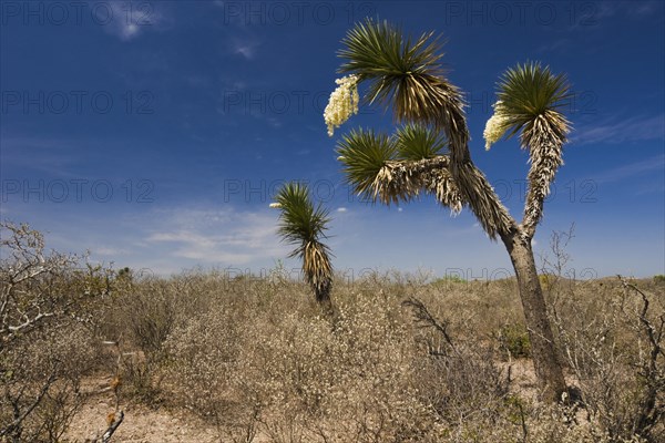 Bioconvex Denticulate Leaf-Yucca (Yucca queretaroensis)