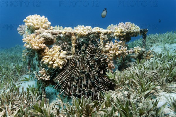 Shoal of Striped eel catfish (Plotosus lineatus)