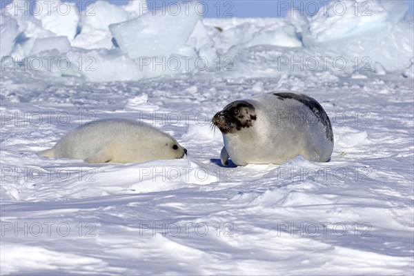 Harp Seal or Saddleback Seal (Pagophilus groenlandicus