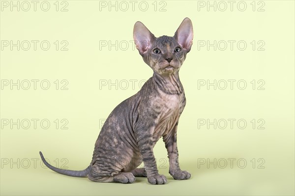 Donskoy cat or Don Sphynx