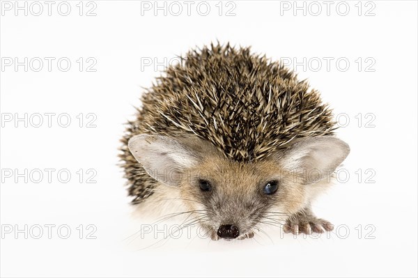 Egyptian Long-eared Hedgehog (Hemiechinus auritus aegypticus)