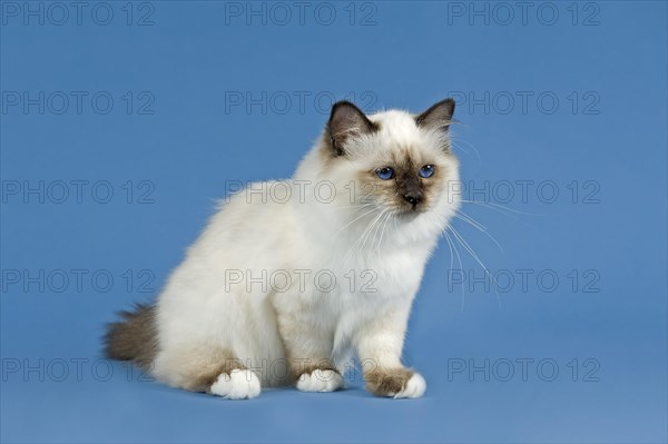 Birman Cat